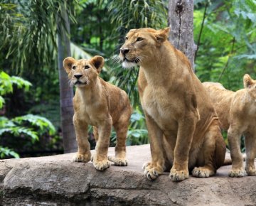 Darica Zoo